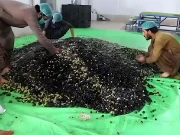 بلوچستان کی زرعی صلاحیت نے پاکستان کا نام عالمی سطح پر روشن کر دیا