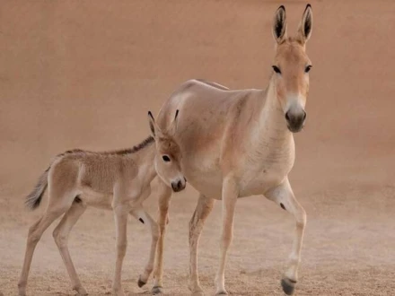 سعودی عرب: ایک صدی بعد نایاب اونیگر کی پیدائش