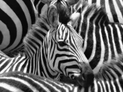 زیبرا میں سفید اور کالی دھاریاں کیسے اور کیوں بنتی ہیں؟