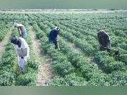 پبلک اکاؤنٹس کمیٹی اجلاس؛سندھ میں ہاریوں کو سولر ٹیوب ویل کیلیے600 ملین کی سبسڈی کا ریکارڈ طلب 