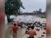 پاکستانی عوام نے بھارت سے بہہ کر آئے 300 جانور امانت قرار دے کر واپس کردیے