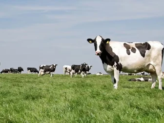 ایس آئی ایف سی کا پاکستان کے ڈیری سیکٹر کیلئے تاریخی اقدام