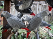 انکروچمنٹ آپریشن کے دوران پرندوں کی دکان سے لاکھوں روپے مالیت کے طوطے چوری