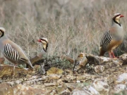 پنجاب میں جنگلی حیات کے غیر قانونی شکار اور کاروبار کیخلاف کریک ڈاؤن جاری