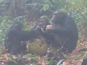 بندروں کی نشے والا پھل بانٹ کر کھانے کی ویڈیو وائرل