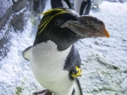 شمالی امریکا کی معمر ترین میکرونی پینگوئن