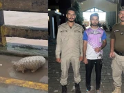 پینگولن کو نالہ ڈیک کے سیلابی پانی میں پھینکنے والا ملزم ٹک ٹاک ویڈیو کی مدد سے گرفتار