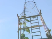 امریکا: 30 فِٹ اور 7 انچ بلند سورج مکھی نے عالمی ریکارڈ پر نظریں جما لیں