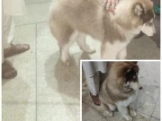 پشاور:  حیات آباد سے نایاب نسل کا کتا چوری،  پولیس اہلکار ملوث نکلا 