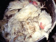 لاہور: بڑے پیمانے پر مردہ مرغیوں کی ترسیل ناکام، 300 کلو مردہ مرغیاں تلف