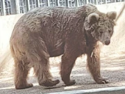 سندھ ہائیکورٹ کا کراچی چڑیا گھر سے مادہ ریچھ کو اسلام آباد منتقل کرنے کا حکم