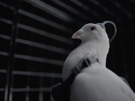 روسی کمپنی کا کبوتروں کو نگران ڈرون میں تبدیل کرنے کا دعویٰ