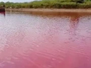 گڈانی کے سمندر کا پانی اچانک گلابی ہوگیا