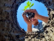 زمینی درجہ حرارت کم کرنے کیلئے درخت لگانے کی موثر ترین جگہ کونسی ہے؟