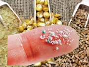 پلاسٹک ذرات گندم، چاول، مکئی کے پودے پھلنے پھولنے نہیں دیتے