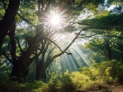 سورج کی روشنی کا رنگ اصل میں ہرا، تو پھر پیلی کیوں دکھائی دیتی ہے؟