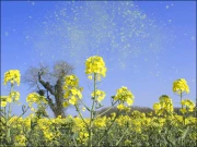 اسلام آباد میں پولن الرجی میں مسلسل اضافہ، مریضوں کی تعداد بڑھنے لگی