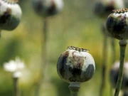 خیبرپختونخوا حکومت کا پوست کی کاشت کیخلاف آپریشن کا فیصلہ