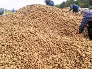 150 ٹن آلو ’چوری‘، مالک سر پکڑ کے بیٹھ گیا