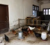 پنجاب یونیورسٹی شعبہ الیکٹریکل انجینئرنگ کی سرکاری عمارت میں پرائیویٹ مرغیاں پالنے کا انکشاف