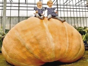 برطانیہ میں 1279 کلو وزنی اور 21.3 فٹ چوڑا کدو اُگانے کا نیا ریکارڈ قائم