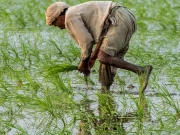 پنجاب حکومت کا دوسروں کی زمینوں پر کام کرنے والے مزدوروں کو اپنے کھیت کا مالک بنانے کا تاریخی فیصلہ