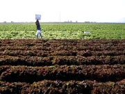 پنجاب میں کھاد ، کیڑے مار ادویات کی فروخت میں ریکارڈ  اضافہ