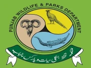 پنجاب وائلڈ لائف ڈیپارٹمنٹ میں تقرریوں و تبادلوں کی بڑی لہر، اہم افسران کے چارج تبدیل