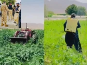 قلات میں بھنگ کی کاشت کے خلاف گرینڈ آپریشن، 32 ایکڑ سے زائد فصل تباہ 