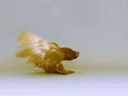 کچھ کبوتر قلابازی کیوں کھاتے ہیں؟