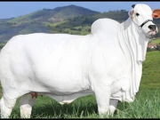 1 ارب 28 کروڑ میں فروخت ہونے والی گائے نے عالمی ریکارڈ قائم کرلیا