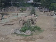 زلزلے کے دوران ہاتھیوں کا انوکھا ردِعمل