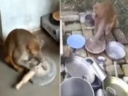 ایک انوکھی بندریا، جو روٹی بنانے کے ساتھ برتن صاف کرتی اور کپڑے بھی دھوتی ہے