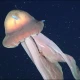 گہرے سمندر میں نایاب دیوہیکل جیلی فش کی دریافت، ماہرین حیران