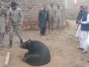 غیرقانونی شکار سے بچایا گیا ریچھ ریسکیو