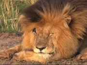 ملیے لائن کنگ فلم کا حقیقی وِلن، اسکارفیس