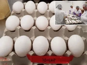 سائنسدانوں نے انڈوں کو طویل عرصے تک محفوظ کرنے کا طریقہ ڈھونڈ نکالا