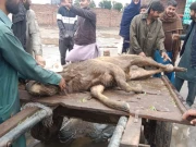 بھارت سے پاکستان میں داخل ہونے والا نایاب نسل کا سامبر ہرن ریسکیو کر لیا گیا