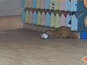 جاپان کے اسکول میں جوتے چرانے والا ’’نیولا‘‘ گھس آیا