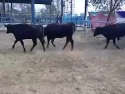 پاکستان اور برازیل کے درمیان لائیوسٹاک کی صنعت میں تعاون پر اتفاق