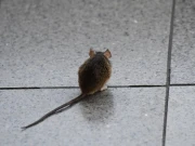  کراچی ائیرپورٹ پر ایک افسر چوہے پکڑنے کی ڈیوٹی پر تعینات