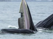 خطرے سے دوچار ہمپ بیک وہیل کا بڑا گروہ بلوچستان کے ساحل پر نمودار