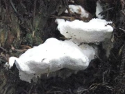 دنیا کا سب سے کڑوا ترین مادہ دریافت