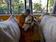 گوشت کے نام پر مسلمانوں کو نشانہ بنانے والے بھارت میں گوشت کتنا کھایا جاتا ہے؟ جانیے!