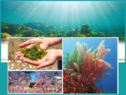 سمندری پودوں کی غذائی اور طبی افادیت