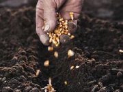 سندھ حکومت کا کسانوں کو اپنی تیار کردہ سرکاری سیڈ سستے داموں فراہم کرنے کا فیصلہ