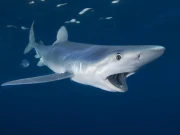 گرگٹ کی طرح رنگ بدلنے والی ’بلیو شارک‘