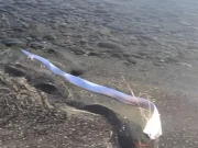 ساحل سمندر پر پراسرار 'قیامت کی مچھلی' کا ظہور، کیا بڑی تباہی آنے والی ہے؟