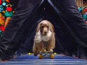 اسکیٹ بورڈ پر سوار کتے نے طویل انسانی سرنگ سے گزر کر ریکارڈ قائم کرلیا