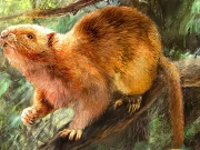 دنیا کا سب سے بڑا چوہا جس کا وزن 6 کلو تھا